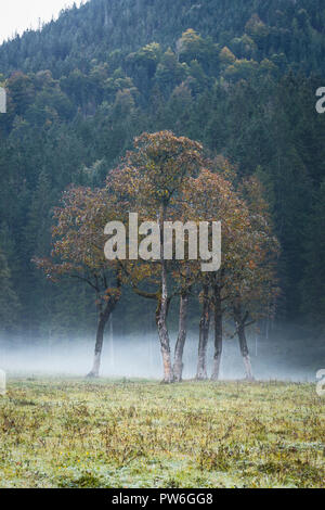 Autumn colored maple trees in the fog on the Grosser Ahornboden in the Karwendel mountains, Tyrol, Austria Stock Photo