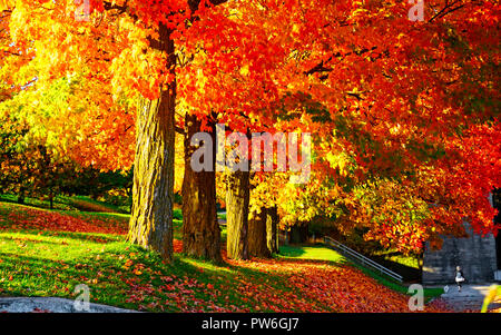 Brilliant sugar maple trees in Peterborough Lift Lock, national historic site of Canada, woman walking dog in background Stock Photo