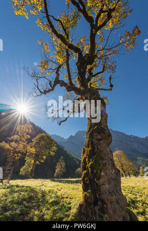 Moss on the bark on the trunk of an old mountain maple with golden autumn leaves on the Ahornboden in the Karwendel mountains backlit by the sun Stock Photo