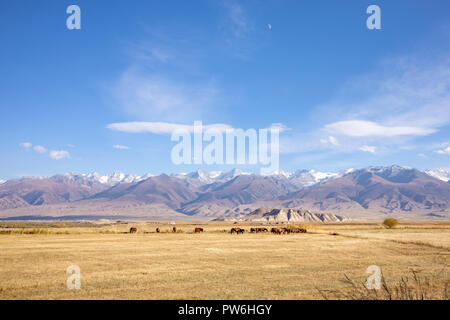 Horses grazing in alpine meadow landscape in Tien Shan Mountains in Kyrgyzstan. Stock Photo