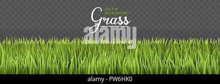 Summer background. Green grass borders. Texture High green fresh grass isolated on transparent background. Vector illustration nature background. Stock Vector