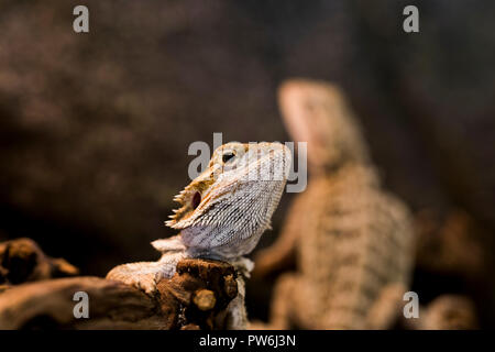 Small Geckos resting and sun bathing. Cold blooded lizard close up. Stock Photo