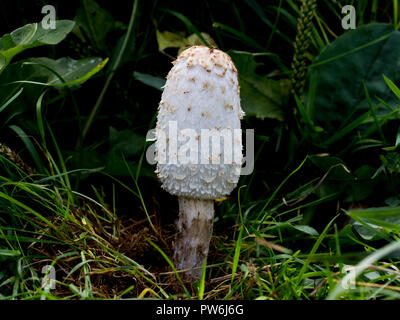Young Shaggy ink cap mushroom growing in tall grass. Choice edible white mushroom found in the wild. Healthy organic ingredient. Stock Photo