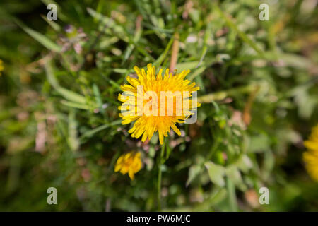 A close up of a dandylion on a grassy field. Stock Photo