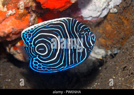 Emperor Angelfish, Pomacanthus imperator, juvenile.Tulamben, Bali, Indonesia. Bali Sea, Indian Ocean Stock Photo