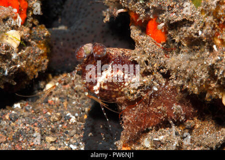 Mantis Shrimp, Pseudosquilla ciliata. Tulamben, Bali, Indonesia. Bali Sea, Indian Ocean Stock Photo