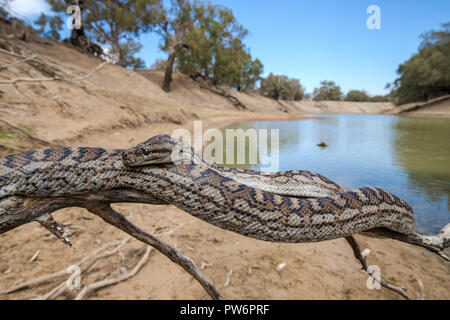 Murray Darling Carpet Python Stock Photo