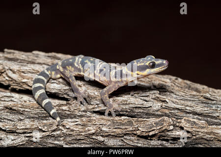 Inland Marbled Velvet Gecko Stock Photo