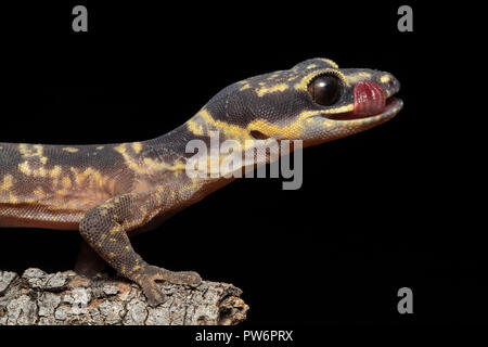 Inland Marbled Velvet Gecko Stock Photo