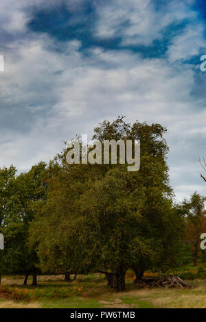 Autumn in Richmond Park, London Stock Photo