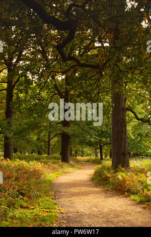 Autumn in Richmond Park, London Stock Photo