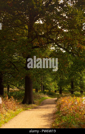 Autumn in Richmond Park, London Stock Photo