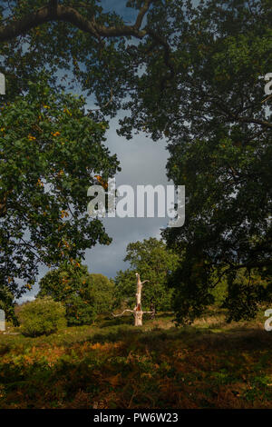 Autumn in Richmond Park, London Stock Photo