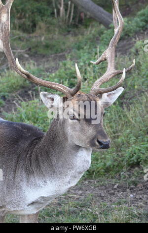 Closeup of young stag in early autumn Stock Photo