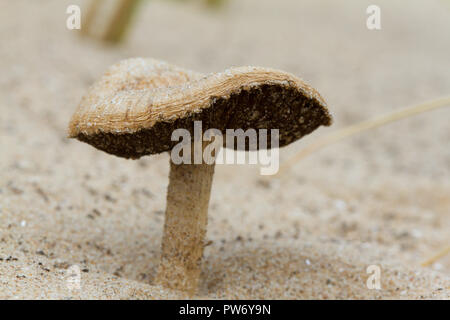 Dune brittlesstem, Psathyrella ammophila, UK Stock Photo