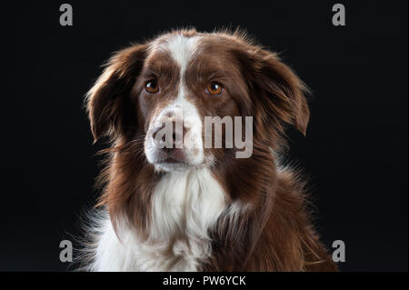 Cross Breed Studio Portrait of Dog with Black Background Stock Photo