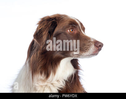 Cross Breed Dog portrait with white studio background Stock Photo