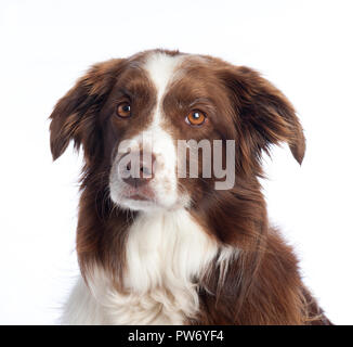 Cross Breed Dog portrait with white studio background Stock Photo