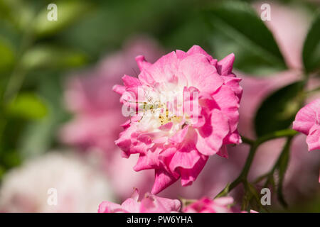 Caelifera on pink rose Stock Photo