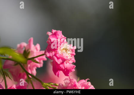 Caelifera on pink rose Stock Photo