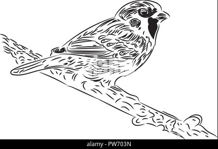 Black-and-white sketch of a Sparrow Stock Vector