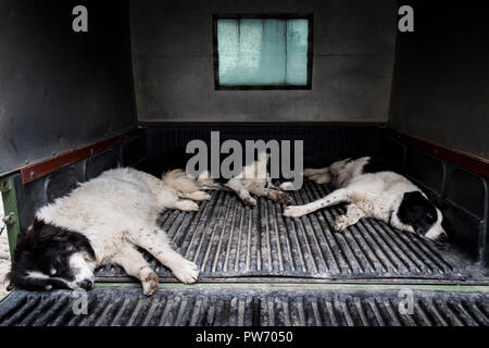 Three sheepdogs sleep in the back of a farmer's vehicle after a hard day at work Stock Photo