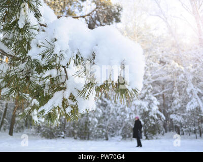 Snow-covered pine branches on the background of a winter forest. Blurred female silhouette in the distance Stock Photo