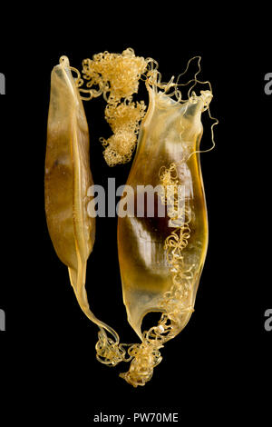 Two empty egg cases of the lesser spotted dogfish, also known as a catshark, Scyliorhinus canicula, found washed up on Chesil beach after Storm Callum Stock Photo
