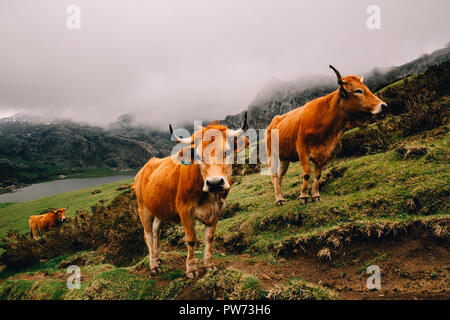 Ox, Picos de Europa National Park, Asturias, Spain, 2018 Stock Photo
