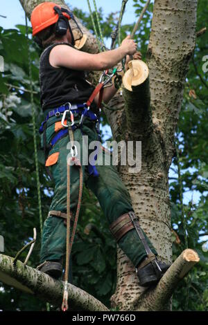 Tree surgeon at work high above ground cutting branches of a tree wearing a safety harness and full protective safety work wear  clothing work wear Stock Photo