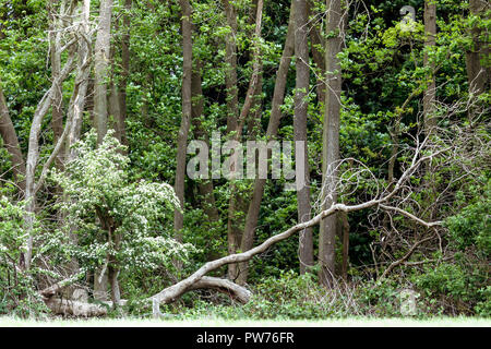 fallen tree at the edge of the woods blocking the way in adding mystery to the woods as the density of the trees means you cannot see through... Stock Photo