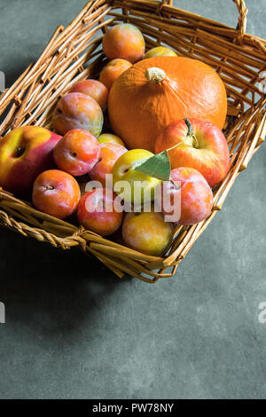Freshly picked plums Mirabelles red yellow green apples orange pumpkin in wicker basket on black grey stone background. Thanksgiving autumn fall harve Stock Photo