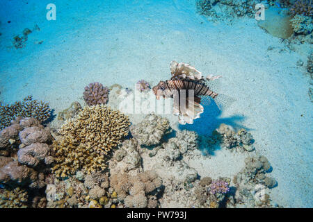 Lion fish at the Red Sea Egypt Stock Photo