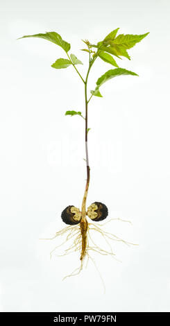 plant tiger lily seeds Tiger Lily – Sparrowhawk Native Plants main image 1