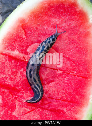 Leopard slug (Limax maximus) on watermelon (Citrullus lanatus). This species, one of the largest slugs in the world, is native to Europe but has been  Stock Photo