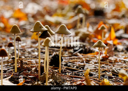 Psilocybe semilanceata, or liberty cap mushrooms, growing in fallen leaves on forest ground in Peterborough, Ontario, Canada Stock Photo