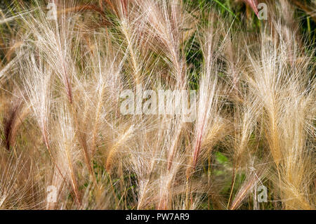 Foxtail barley Stock Photo