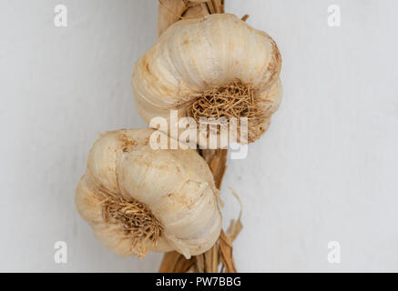 Two garlic heads drying on the white wall Stock Photo