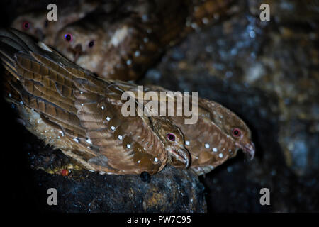 Oilbirds (Steatornis caripensis) roost and nest in caves in Trinidad. Stock Photo