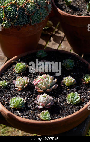 Close crop on three terracotta pots one of which contains succulents planted in a formal geometric design.