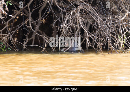 Giant otter on water from Pantanal wetland area, Brazil. Brazilian wildlife. Pteronura brasiliensis Stock Photo