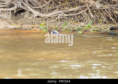 Giant otter on water from Pantanal wetland area, Brazil. Brazilian wildlife. Pteronura brasiliensis Stock Photo