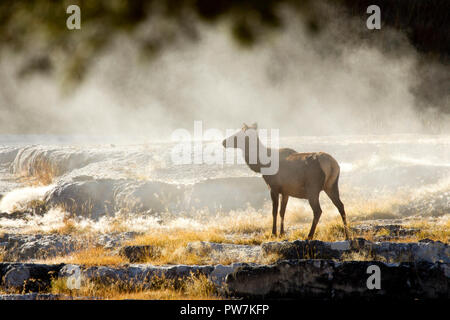 Elk Doe in Mist Stock Photo