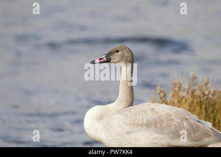 Trumpeter Swan Cygnet Closeup Stock Photo