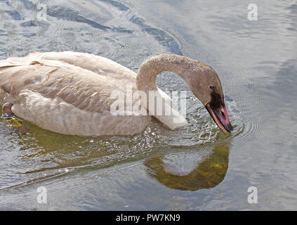 Trumpeter Swan Cygnet in River Stock Photo
