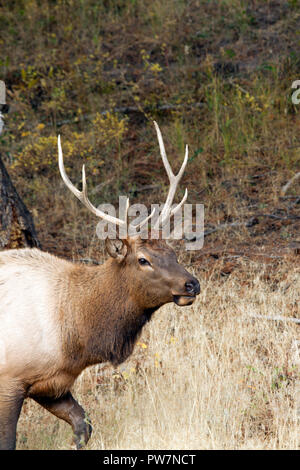 Young Bull Elk Stock Photo