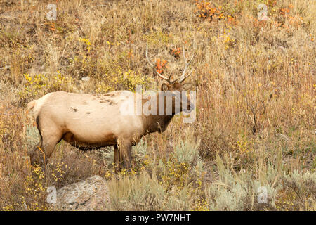 Young Bull Elk Stock Photo
