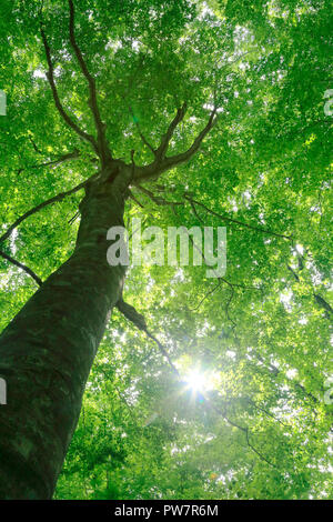 Buna tree in Shirakami mountains Stock Photo