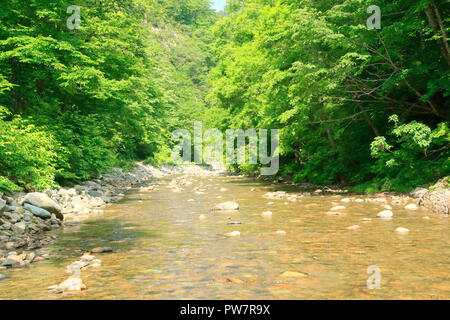 Buna tree in Shirakami mountains Stock Photo