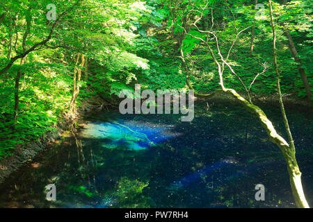 Aoike  in  Shirakami-Sanchi Stock Photo